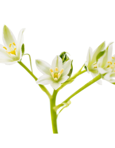 HELENDE STYRKE Hvid te shampoo 300ml