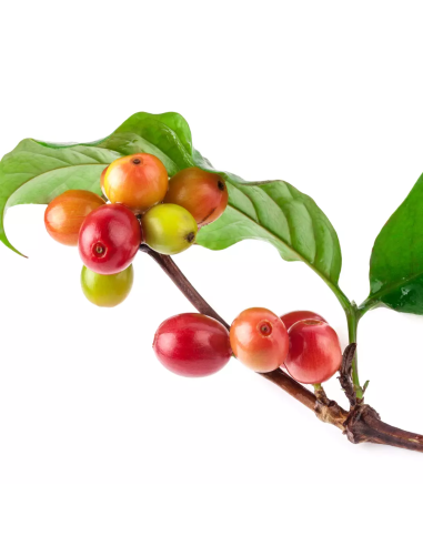 Keratin HEALING OIL Keratin olie...