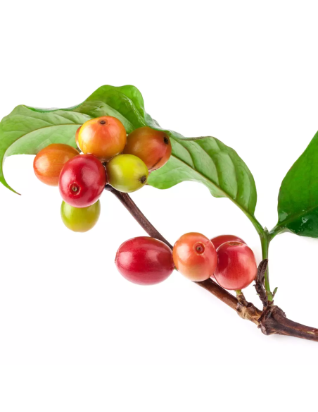 Keratin HEALING OIL Keratin olie intensiv hårmaske 210 ml